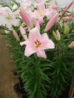 [4129 Rocelli No01.JPG]